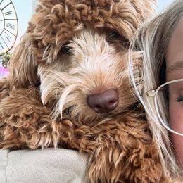 Goldendoodle and Poodle Puppies from French Creek Doodles