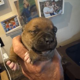 Noodle - Red female Staffordshire Bull Terrier puppy in Port Saint Lucie, Florida from Southern Staffies