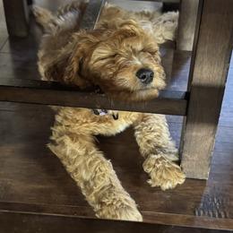 Double Doodle and Goldendoodle Puppies from Red White and Doodle