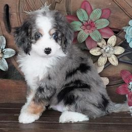 Boy 1 - Blue merle male Aussiedoodle puppy in Lawton, Oklahoma from Lindsey’s Aussies