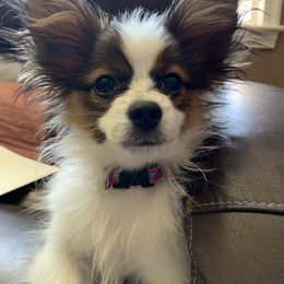 Papillon Puppies from A Breed Apart Papillons