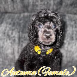 Autumn (Yellow Collar) - Black female Poodle puppy in League City, Texas from Chauffeured Poodles