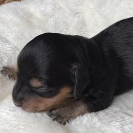 Flynn - Black and tan male Dachshund puppy in Wallingford, Kentucky from Hensley Homestead Dachshunds