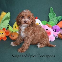 Marigold - Red female Cockapoo puppy in Hopkins, South Carolina from Sugar and Spice Cockapoos