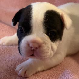 Epic - White and brindle male French Bulldog puppy in Billings, Montana from Sugarloaf French bulldogs and Australian cattle dogs