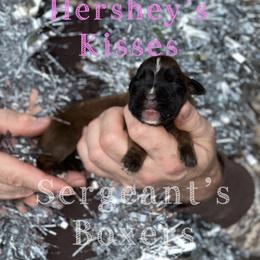 Hershey's Kisses - Fawn female Boxer puppy in Madisonville, Texas from Sergeant's Boxers