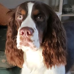 Sarge - English Springer Spaniel