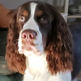 Sarge - English Springer Spaniel
