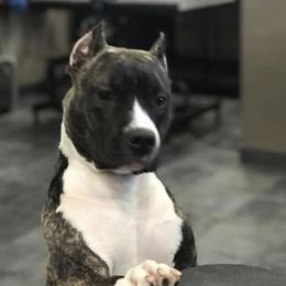 Sisi - American Staffordshire Terrier