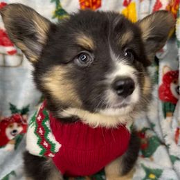 Shock - Black and white male American Corgi puppy in Grants Pass, Oregon from KnR Antler Dogs
