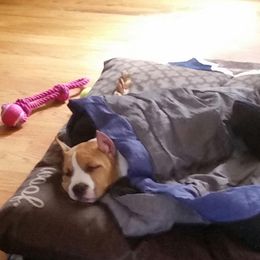 American Staffordshire Terrier Puppies from Diane Guilmette