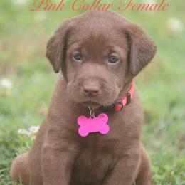 Pink Girl - Chocolate female Labrador Retriever puppy in Capron, Virginia from Triple Creek Kennel