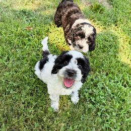 Pepper Roan - Black and chalk male Australian Labradoodle puppy in Wamego, Kansas from Doodles of Oz