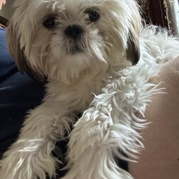 Shih Tzu Puppies from Prescious Shih Tzu’s