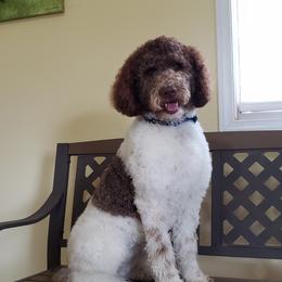 Maddie - Labradoodle