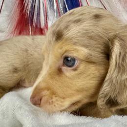 Luke - Dapple male Dachshund puppy in Mesquite, Texas from AB Dachshund