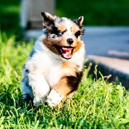 Miniature Australian Shepherd Puppies from Rockin D Mini Aussies