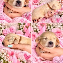 Mr. Brown-3400 - Cream male Dachshund puppy in Sparr, Florida from From the Heart Doxies