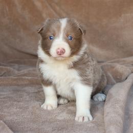 Tibbs - AKC Reg - Lilac male Border Collie puppy in Courtland, Alabama from C Bar C Ranch Border Collies