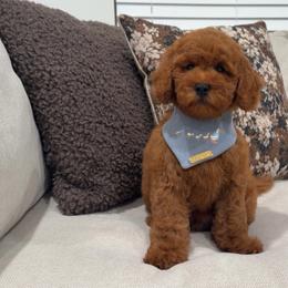 Blaze - Red  male Goldendoodle puppy in Anaheim, California from Cuddle Bear Doodles