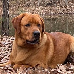 Cash - Labrador Retriever