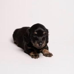Boomer - Black and cream male Dachshund puppy in Norman, Oklahoma from Liberty Acres OK