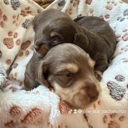 Dachshund Puppies from Lone Star Dachshunds