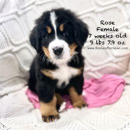 Rose - Pink - Black rust and white Bernese Mountain Dog puppy in Lehi, Utah from Reeves Bernese