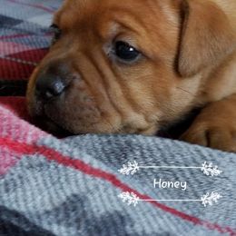 Staffordshire Bull Terrier Puppies from Melissa's Pups