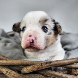 Louie - Blue merle and white male American Corgi puppy in Taylorsville, North Carolina from America's Red White and Bluie Corgis