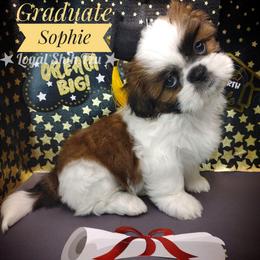 Sophie - Red and white female Shih Tzu puppy in Peoria, Arizona from Loyal Shih Tzu