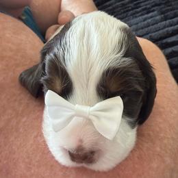 Boy 6 - male English Springer Spaniel puppy in Tea, South Dakota from Mindy's English Springer Spaniels