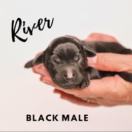 Labrador Retriever Puppies from AGL Retrievers