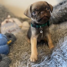 Heath - Fawn male Pug puppy in Onalaska, Washington from Cupid’s Pugs