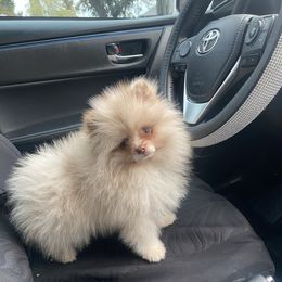 Bruno Jr - Lavender male Pomeranian puppy in Stockton, California from lunas_poms