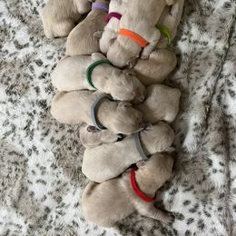 Golden Retriever Puppies from Wise-Taylor Goldens