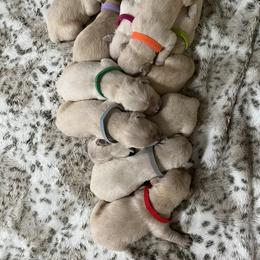 Golden Retriever Puppies from Wise-Taylor Goldens