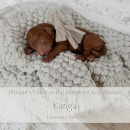 Kanga - Red  female Goldendoodle puppy in Roanoke Rapids, North Carolina from Sweeter than Honey Doodles