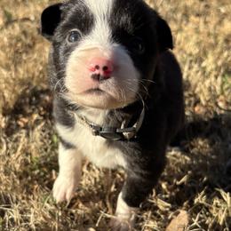 Boy 7 - Black and white male Border Collie puppy in Michie, Tennessee from Rivendell Border Collies