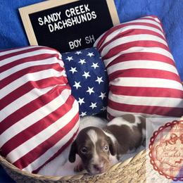 Peanut - Piebald male Dachshund puppy in Rosanky, Texas from Sandy Creek Miniature Dachshunds