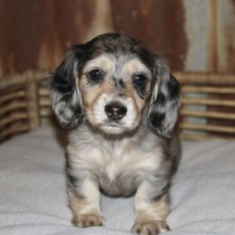 Dachshund Puppies from Rustic Bark Page's Dachshunds