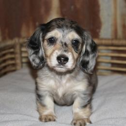 Dachshund Puppies from Rustic Bark Page's Dachshunds