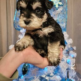 Miniature Schnauzers and Shih Tzus from Playhouse Puppies
