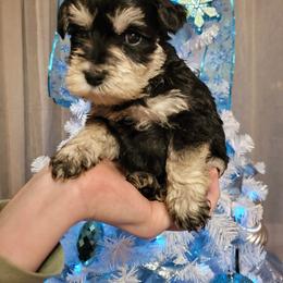Miniature Schnauzers and Shih Tzus from Playhouse Puppies