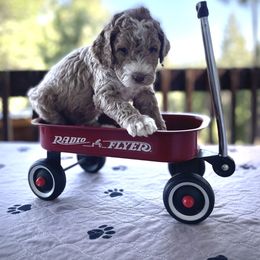Labradoodle Puppies from Goindoodles
