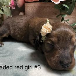Girl 3 - Red female Dachshund puppy in Alice, Texas from Crimson’s longhair Dachshunds