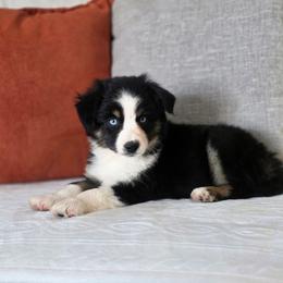 Brontë - Black tri female Miniature Australian Shepherd puppy in Killen, Alabama from Wilkers Wholehearted Mini Aussies