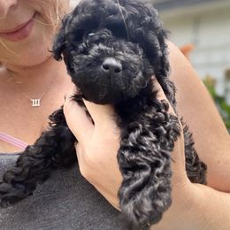 Simone - Black female Poodle puppy in Fort Worth, Texas from Ashley Ross Tiny Toy Poodles (AKC)