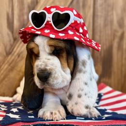 Pearl - Black white and brown female Basset Hound puppy in Edmonton, Kentucky from RiverBottom Bassets