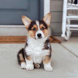 Pembroke Welsh Corgi Puppies from Nunas Corgis